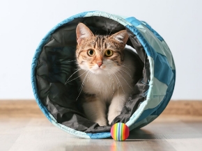 Picture for category Accessories